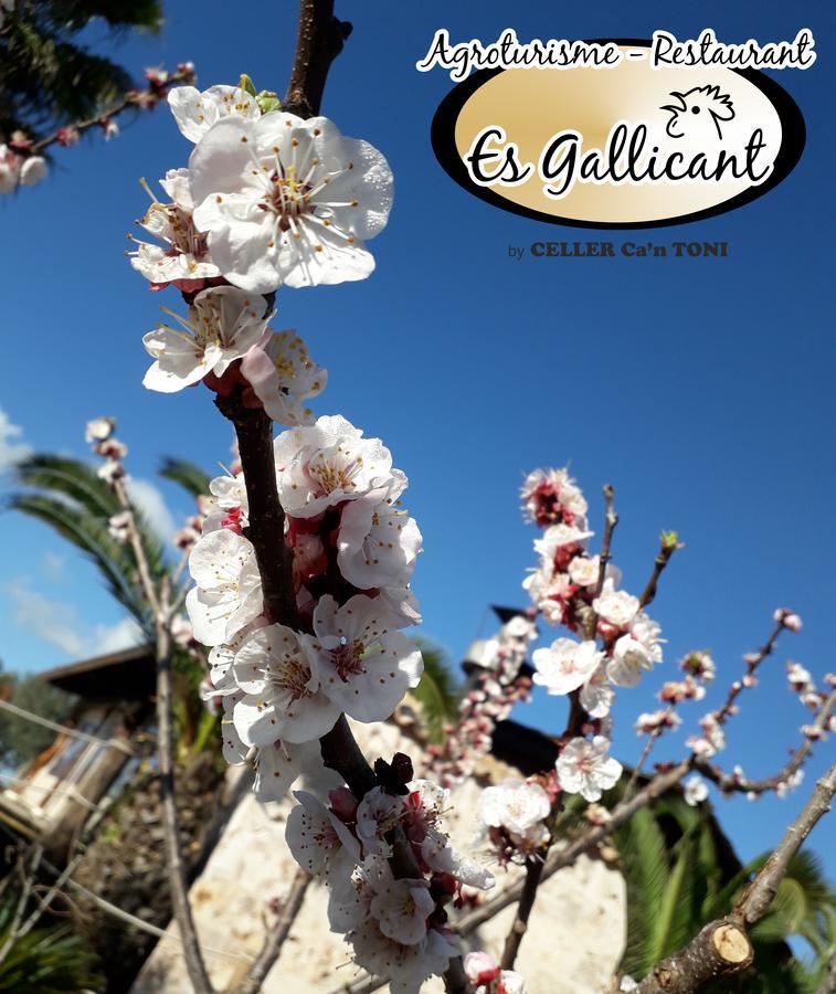 Es Gallicant Farm stay Campos (Mallorca)