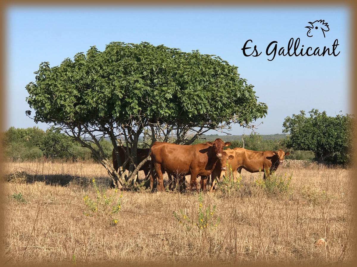 Farm stay Es Gallicant Campos (Mallorca)